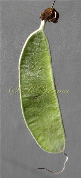  Legume